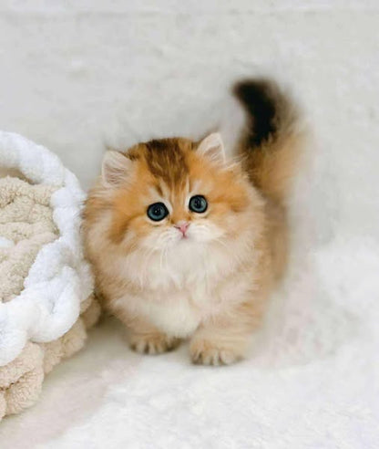 Munchkin Longhair