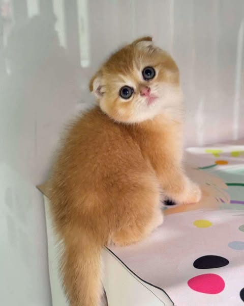 Scottish Fold