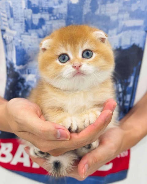 Scottish Fold