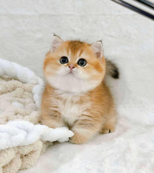 Munchkin