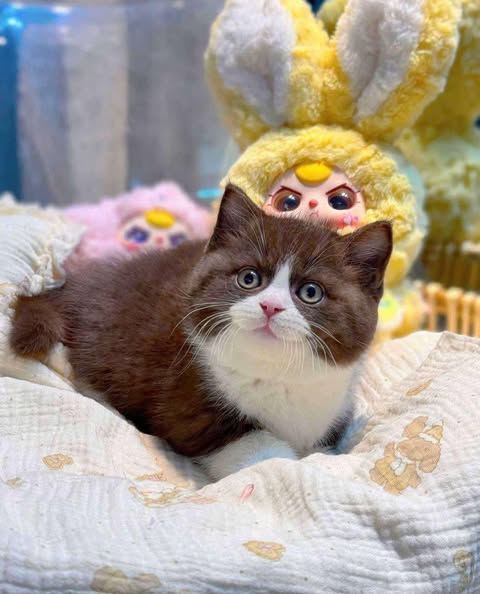Munchkin