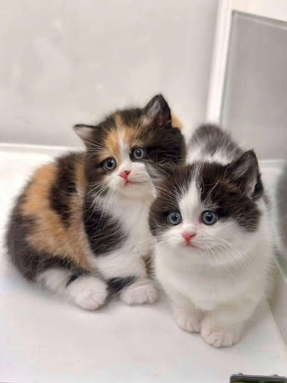 Munchkin