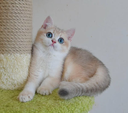 British Shorthair
