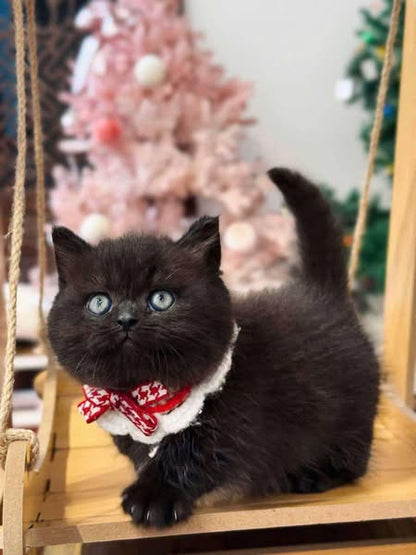 Munchkin
