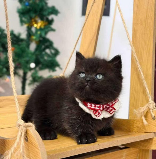 Munchkin