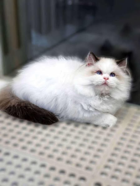 Ragdoll