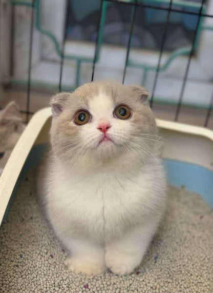 Munchkin Fold