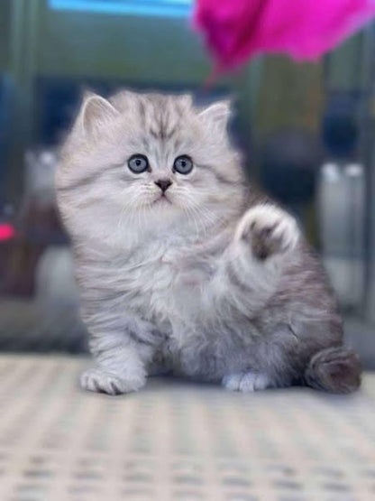 British Longhair