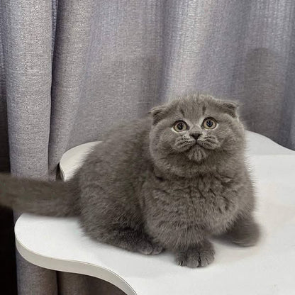 Munchkin Fold