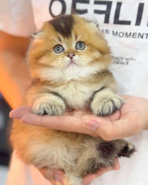 Munchkin Fold Longhair