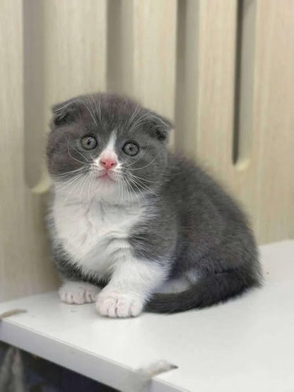 Munchkin Fold
