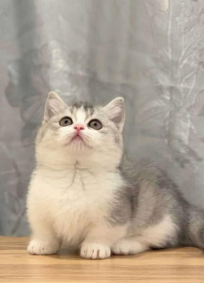 Munchkin
