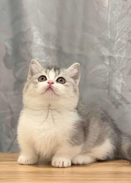 Munchkin