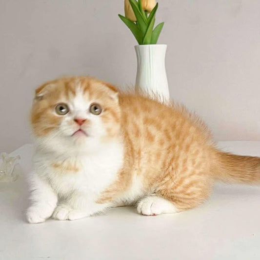 Munchkin Fold