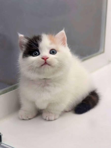 Munchkin