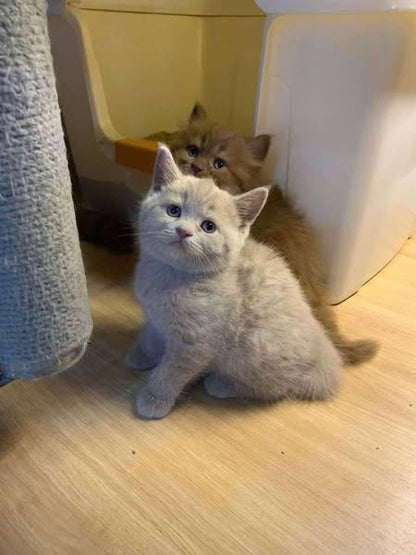 British Shorthair