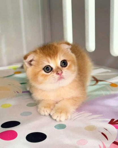 Scottish Fold