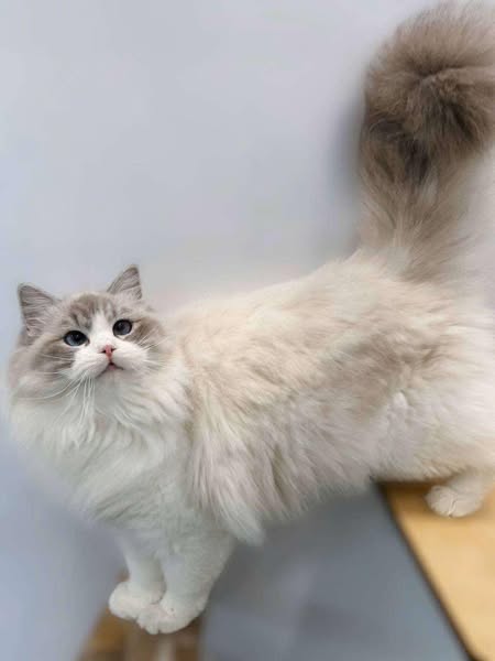 Ragdoll