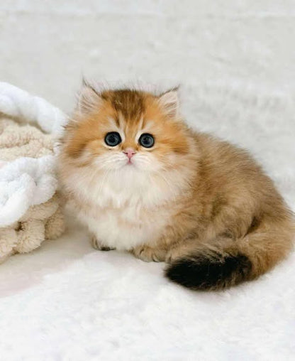 Munchkin Longhair