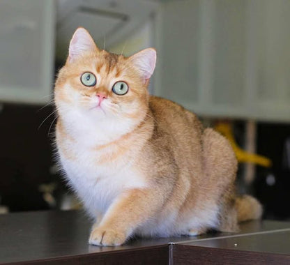 British Shorthair