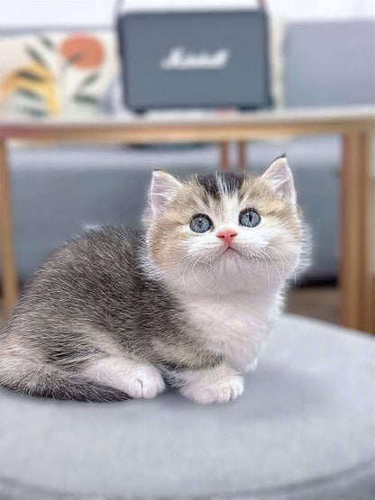 Munchkin