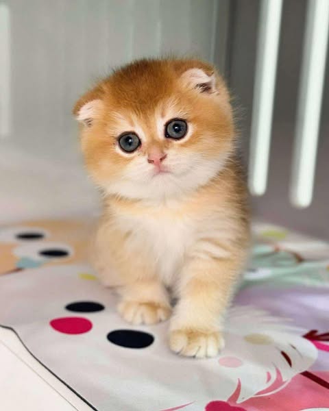 Scottish Fold
