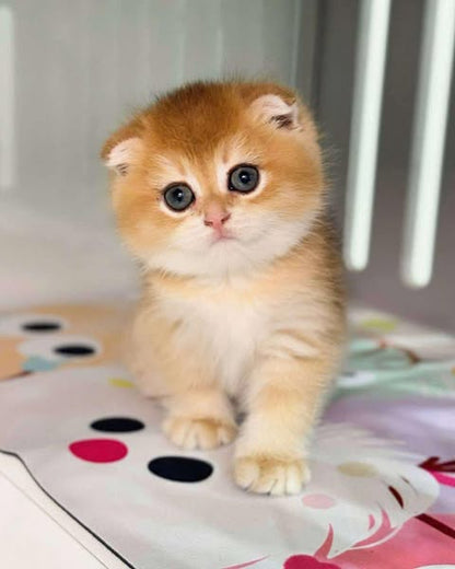 Scottish Fold