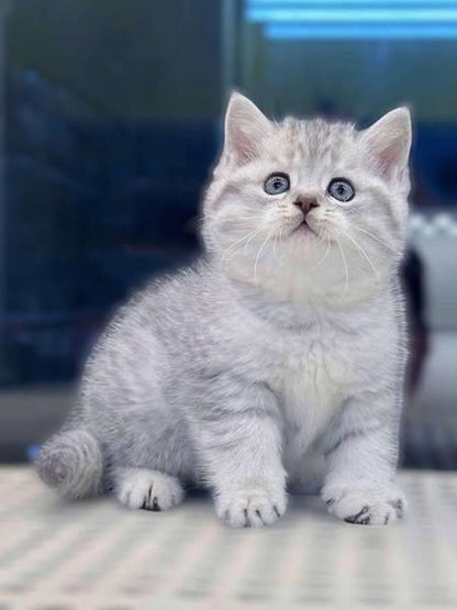 British Shorthair