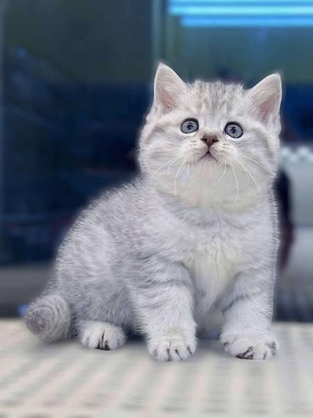 British Shorthair