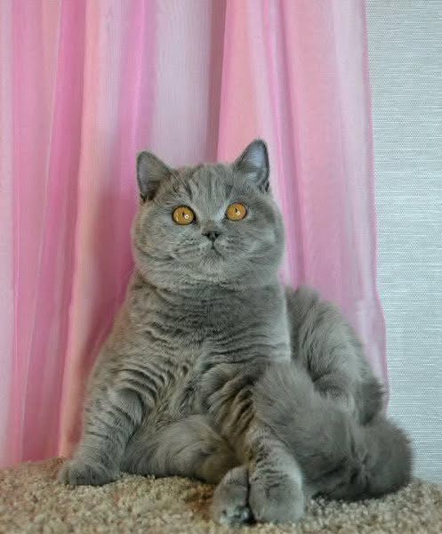 British Shorthair