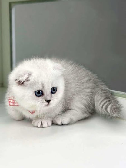 Munchkin Fold