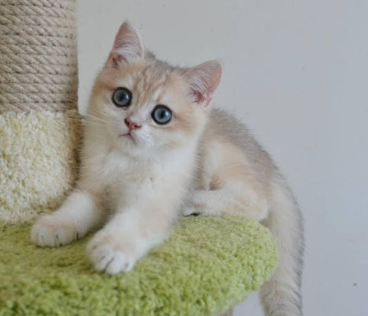 British Shorthair
