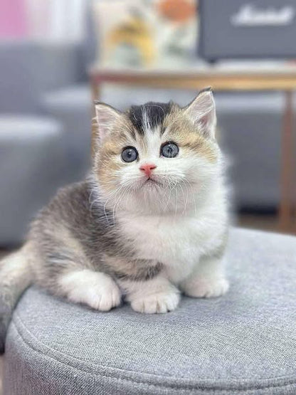 Munchkin