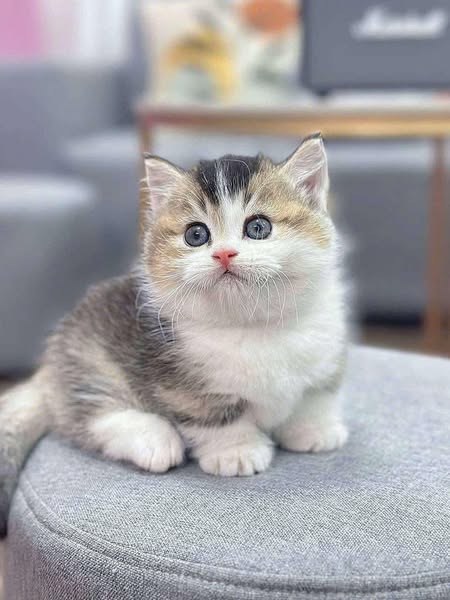 Munchkin