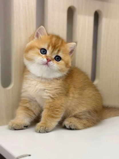 British Shorthair