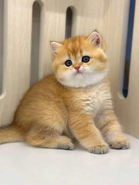 British Shorthair