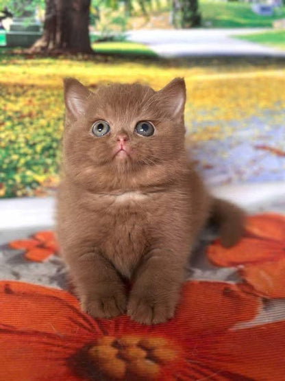 British Shorthair