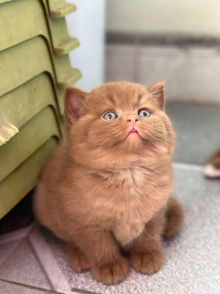 British Shorthair