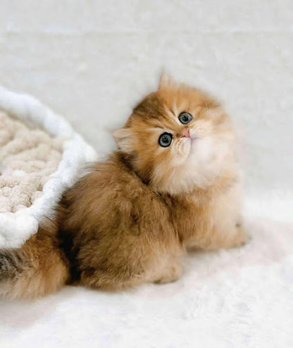 Munchkin Longhair