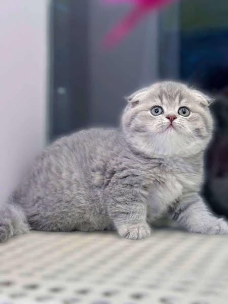 Scottish Fold