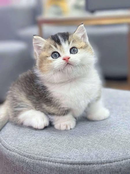 Munchkin