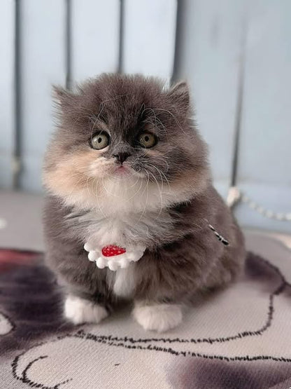 Munchkin Longhair