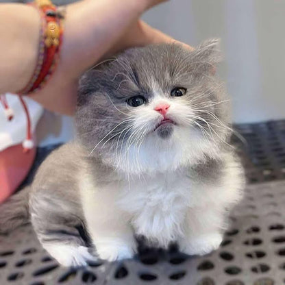 Munchkin Longhair