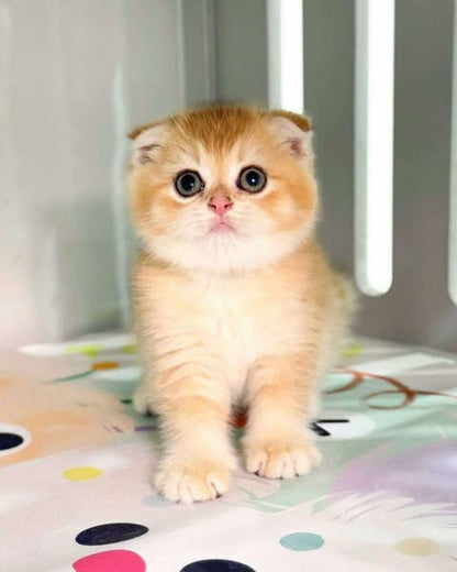 Scottish Fold