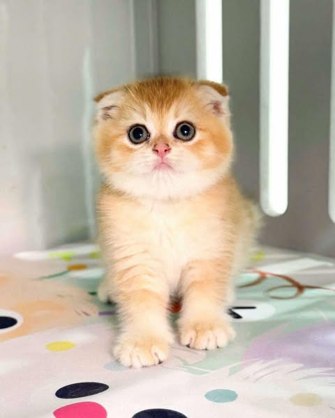 Scottish Fold
