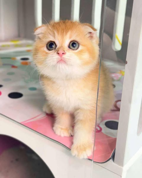 Scottish Fold