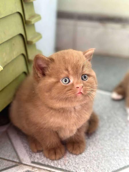 British Shorthair