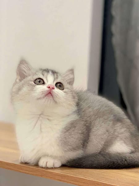 Munchkin