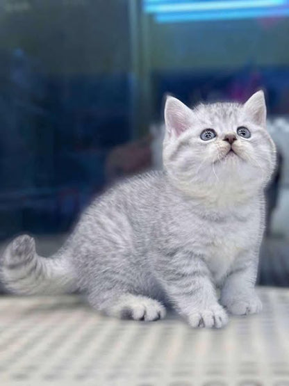 British Shorthair