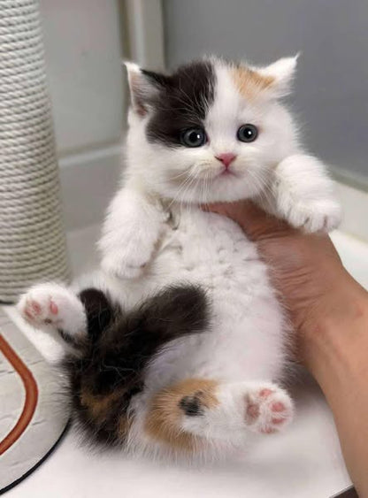 Munchkin